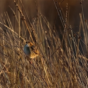 Cisticola exilis at Throsby, ACT - Yesterday by TCosta