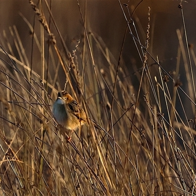 Cisticola exilis at Throsby, ACT - 8 May 2025 by TCosta