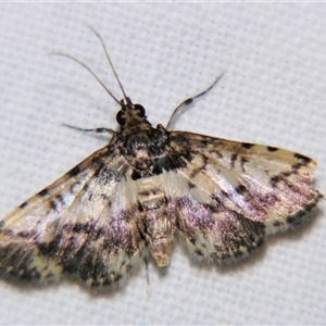 Unverified Pyralid or Snout Moth (Pyralidae & Crambidae) at Cania, QLD - 28 Oct 2009 by PJH123