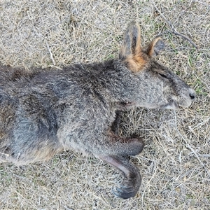 Macropodidae (family) (Unknown kangaroo or wallaby) at Burrinjuck, NSW - Today by Bidge