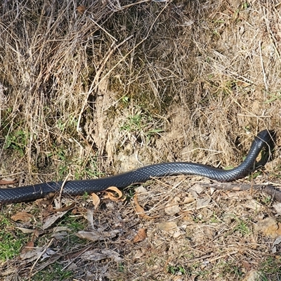 Pseudechis porphyriacus (Red-bellied Black Snake) at Burrinjuck, NSW - Yesterday by Bidge