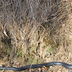 Pseudechis porphyriacus at Burrinjuck, NSW - 9 May 2025 02:27 PM