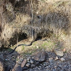 Pseudechis porphyriacus at Burrinjuck, NSW - 9 May 2025 02:27 PM