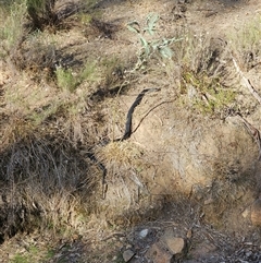Pseudechis porphyriacus at Burrinjuck, NSW - 9 May 2025 02:27 PM