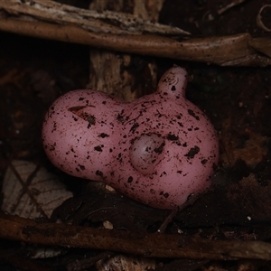 Unverified Fungus by debhart