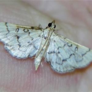 Unverified Pyralid or Snout Moth (Pyralidae & Crambidae) at Cania, QLD - 28 Oct 2009 by PJH123