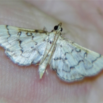 Metasia (genus) at Cania, QLD - 28 Oct 2009 by PJH123