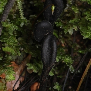 Unverified Fungus by debhart