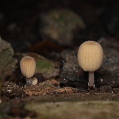 Coprinellus micaceus group by debhart
