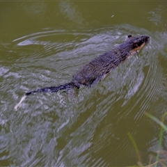 Hydromys chrysogaster (Rakali or Water Rat) at Paling Yards, NSW - 26 Apr 2025 by mbmiyagi