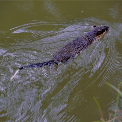 Hydromys chrysogaster (Rakali or Water Rat) at Paling Yards, NSW - 26 Apr 2025 by mbmiyagi
