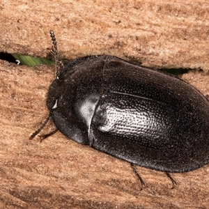 Pterohelaeus striatopunctatus at Belconnen, ACT - 7 May 2025 by kasiaaus