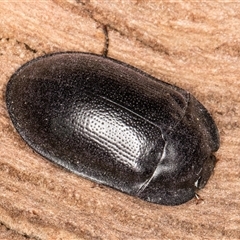 Pterohelaeus striatopunctatus at Belconnen, ACT - 7 May 2025 01:23 PM