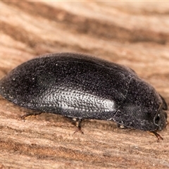 Pterohelaeus striatopunctatus at Belconnen, ACT - 7 May 2025 01:23 PM