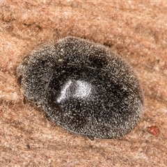 Coccinellidae (family) at Belconnen, ACT - 7 May 2025 01:20 PM