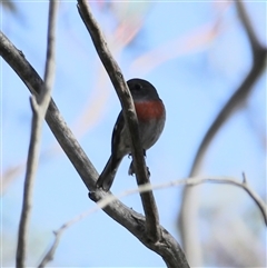 Petroica boodang at Wilsons Valley, NSW - Yesterday by MandyandScott