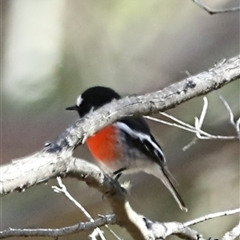 Petroica boodang at Wilsons Valley, NSW - 9 May 2025 11:09 AM