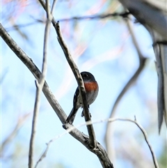 Petroica boodang at Wilsons Valley, NSW - 9 May 2025 11:09 AM