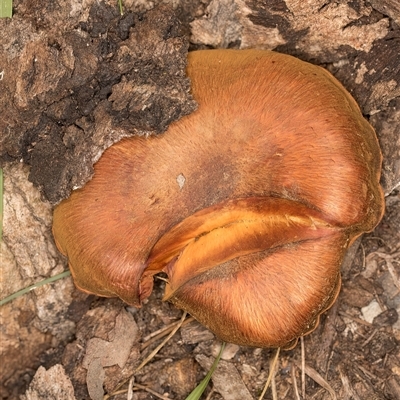 Unverified Cap on a stem; gills below cap [mushrooms or mushroom-like] at Belconnen, ACT - 7 May 2025 by kasiaaus