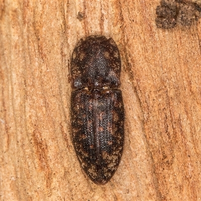 Agrypnus sp. (genus) (Rough click beetle) at Belconnen, ACT - 7 May 2025 by kasiaaus