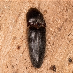 Unverified Click beetle (Elateridae) at Belconnen, ACT - 7 May 2025 by kasiaaus
