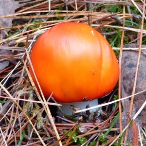 Amanita sp. at Collinsvale, TAS - Yesterday by VanessaC