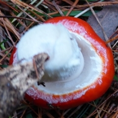 Amanita sp. at Collinsvale, TAS - 9 May 2025 05:37 PM