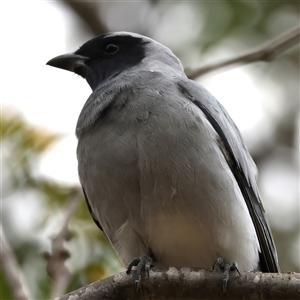 Coracina novaehollandiae (Black-faced Cuckooshrike) at Taree, NSW - 8 May 2025 by jb2602