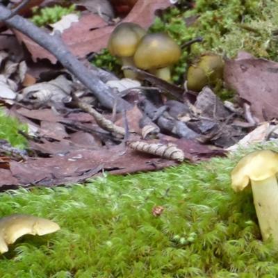 Cortinarius austrovenetus at Collinsvale, TAS - Yesterday by VanessaC