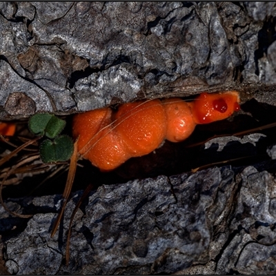 Unverified Fungus at Cotter River, ACT - Yesterday by Margo