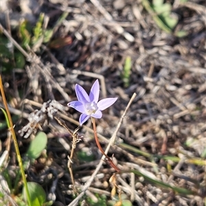 Wahlenbergia capillaris (Tufted Bluebell) at Whitlam, ACT - 6 May 2025 by sangio7