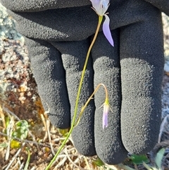 Wahlenbergia capillaris at Whitlam, ACT - 6 May 2025 09:11 AM