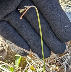 Wahlenbergia capillaris at Whitlam, ACT - 6 May 2025 09:11 AM