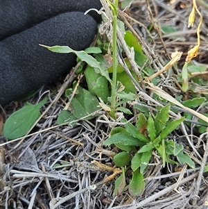 Wahlenbergia capillaris at Whitlam, ACT - 6 May 2025 09:11 AM
