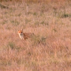 Vulpes vulpes (Red Fox) at Jacka, ACT - 5 May 2025 by sbittinger