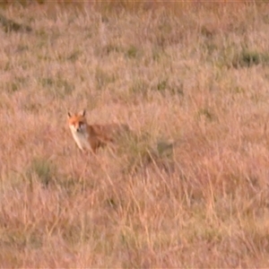 Vulpes vulpes (Red Fox) at Jacka, ACT - 5 May 2025 by sbittinger