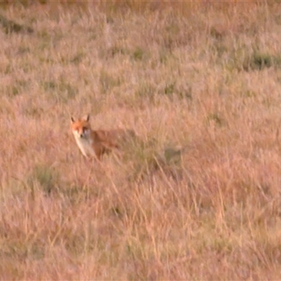 Vulpes vulpes (Red Fox) at Jacka, ACT - 5 May 2025 by sbittinger