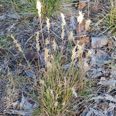 Rytidosperma sp. at Lawson, ACT - 7 May 2025 by WalkYonder