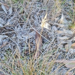 Rytidosperma laeve at Lawson, ACT - 7 May 2025 09:51 AM