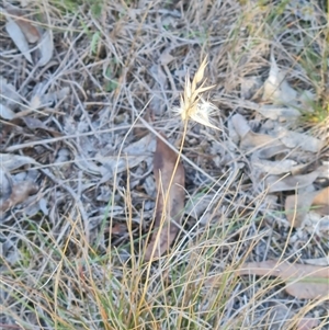 Rytidosperma laeve at Lawson, ACT - 7 May 2025 09:51 AM