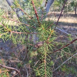 Hakea decurrens at Lawson, ACT - 7 May 2025 by WalkYonder