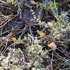 Chrysocephalum apiculatum at Lawson, ACT - 7 May 2025 by WalkYonder