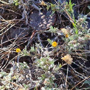 Chrysocephalum apiculatum at Lawson, ACT - 7 May 2025 by WalkYonder