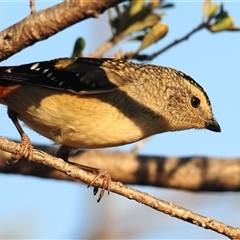 Pardalotus punctatus at Kambah, ACT - Yesterday by Harrisi