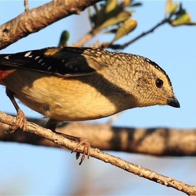 Pardalotus punctatus at Kambah, ACT - Yesterday by Harrisi
