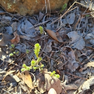 Pultenaea subspicata at Lawson, ACT - 7 May 2025 09:30 AM