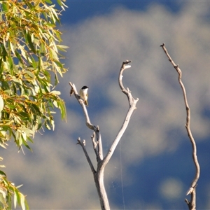 Melithreptus lunatus at Kambah, ACT - Yesterday by Harrisi