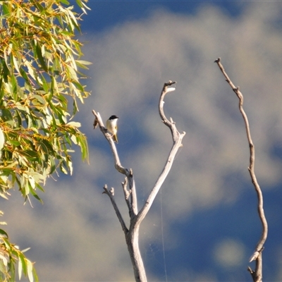 Melithreptus lunatus at Kambah, ACT - Yesterday by Harrisi