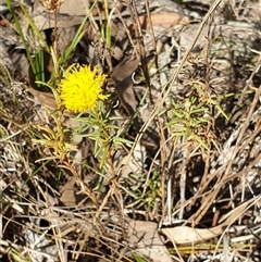 Rutidosis leptorhynchoides (Button Wrinklewort) at Yarralumla, ACT - 9 May 2025 by Jeanette