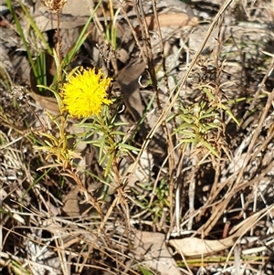 Rutidosis leptorhynchoides at Yarralumla, ACT - Yesterday by Jeanette